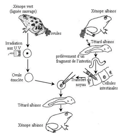 Nature de l’information génétique